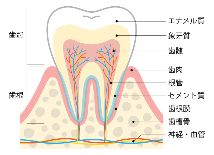 歯の内部構造|ワンズ歯科