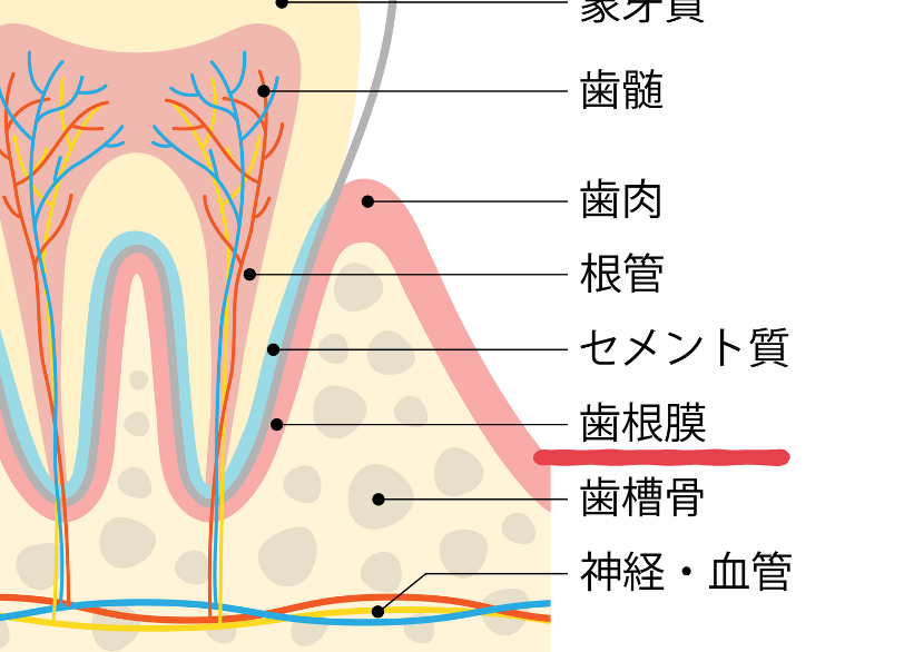 歯根膜|ワンズ歯科