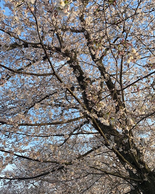 検診でクリーニングしましょう！！