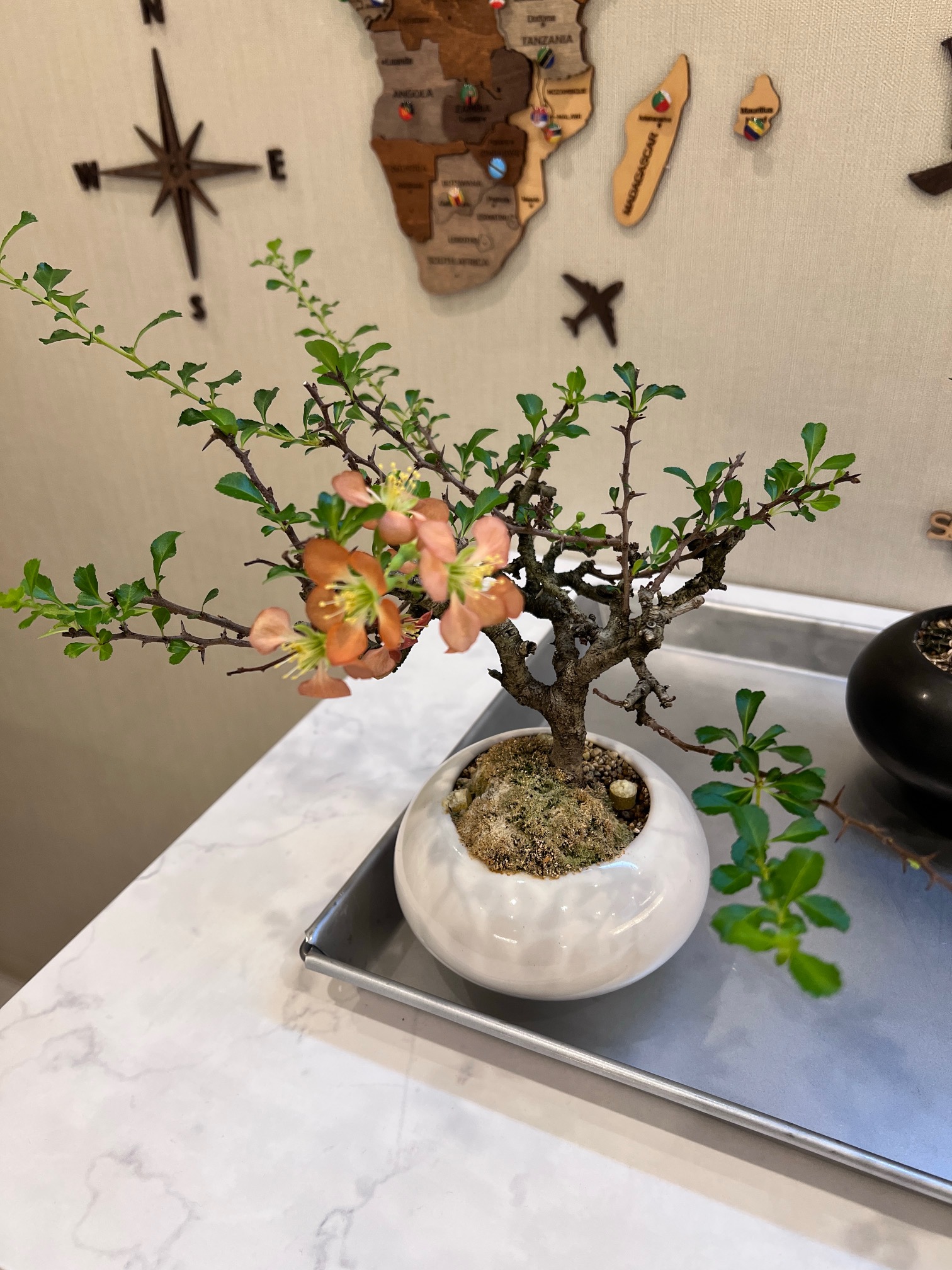 ご予約はお電話でもネットでもお受けしておりますので、お気軽にご連絡下さい。